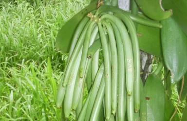 Exportations : publication du calendrier d'ouverture de la récolte de la vanille verte