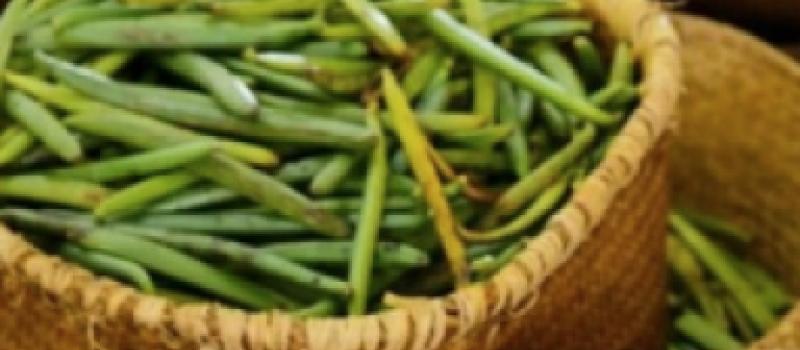 Exportations : publication du calendrier d'ouverture de la récolte de la vanille verte